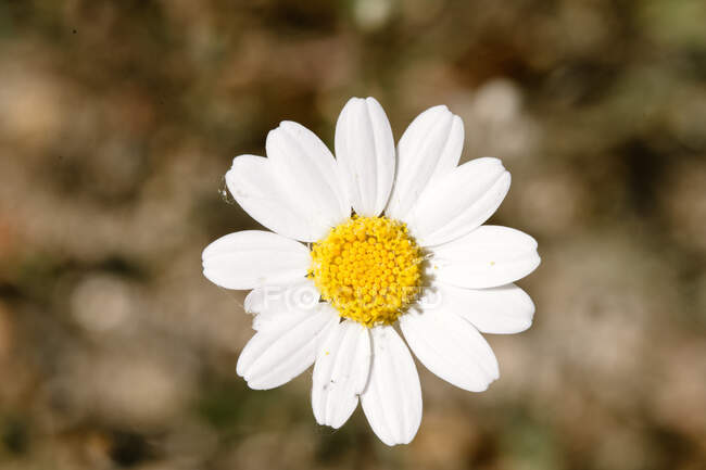 Closeup foco suave de flor de camomila branca e amarela florescendo com gotas de orvalho na natureza de verão — Fotografia de Stock