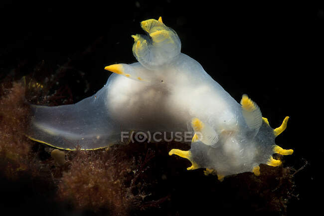Белый полупрозрачный моллюск обнаженной ветви с ринофорами, ползающими по глубокому морскому дну в чистой воде — стоковое фото