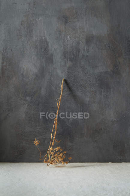 Impianto essiccato su sfondo beige e grigio in cemento — Foto stock