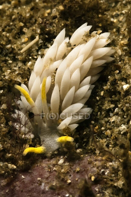 Mollusque blanc avec tentacules blancs et jaunes sur fond rugueux dans un aqua océanique transparent — Photo de stock
