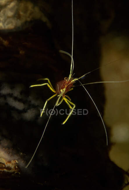 Full body brown shrimp with long claws swimming near reef in dark seawater — Stock Photo