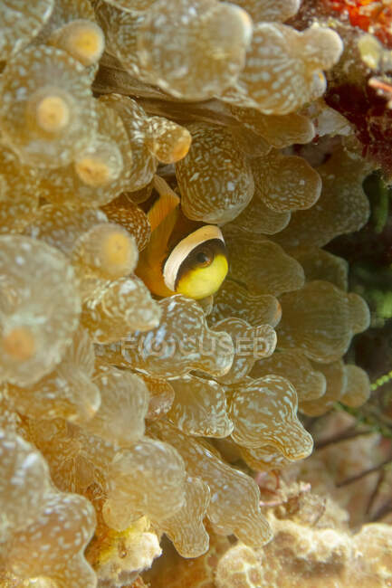 Amphiprion bicinctus rayé coloré ou anémone Twoband nageant contre les anémones de mer vertes dans les eaux tropicales — Photo de stock