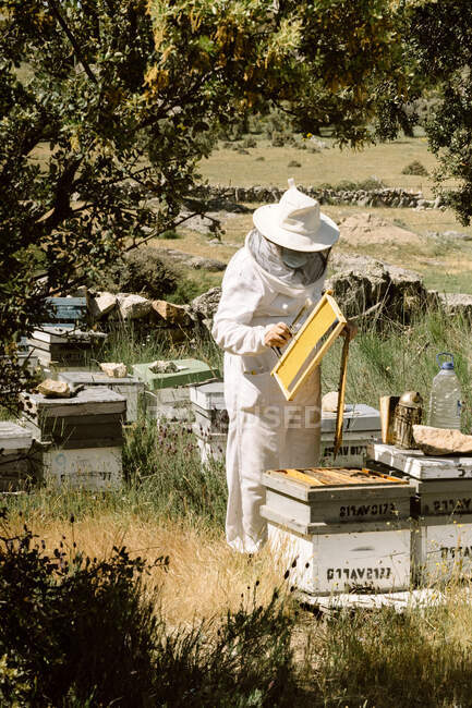 Apicultor irreconhecível em desgaste protetor inspecionando colmeias de madeira enquanto trabalhava com abelhas no dia de verão no apiário — Fotografia de Stock