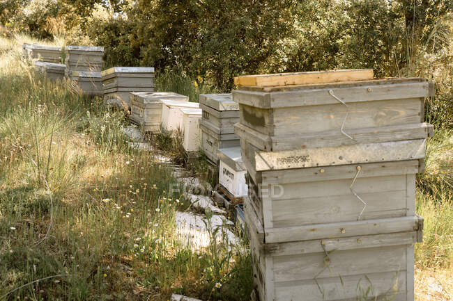 Bienenstöcke aus Holz auf einer Wiese in der Nähe von Bäumen im Bienenhaus am Sommertag — Stockfoto