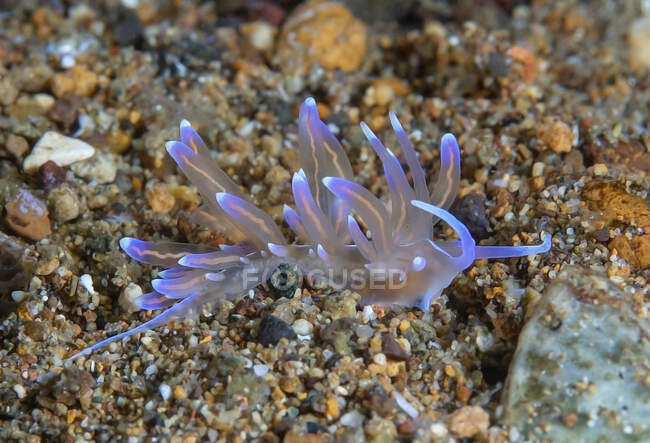 Molusco de nudirama azul claro translúcido con tentáculos arrastrándose sobre un arrecife natural en el fondo del mar - foto de stock