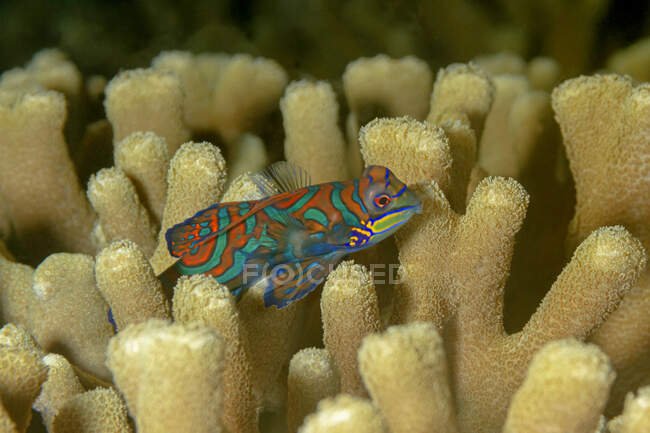 Closeup of pair of small brightly colored Synchiropus splendidus or mandarinfish or mandarin dragonet fishes swimming among corals in tropical sea water — Stock Photo