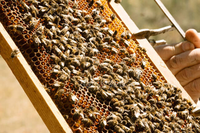 Обрізаний невпізнаваний бджоляр у захисному костюмі, який вивчає медовий костюм з бджолами під час роботи на пасіці в сонячний літній день — стокове фото