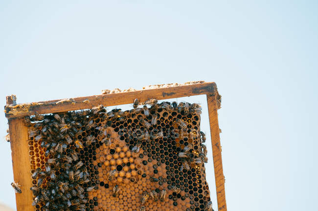 Знизу бджіл повзають на стільниці з восковими клітинами в пасіці на тлі чистого блакитного неба влітку — стокове фото