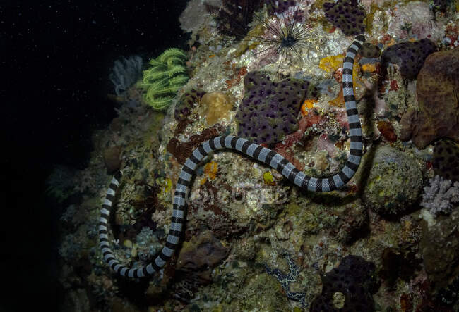 Морська змія з смугастим орнаментом на тілі повзає на грубих коралових рифах у акваріумі — стокове фото