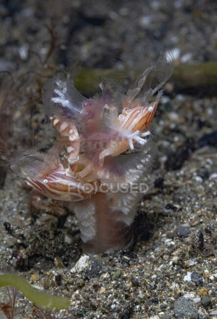 Camarones crustáceos marinos de cuerpo completo sentados en el fondo del mar de guijarros en hábitat natural - foto de stock