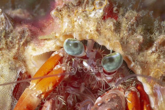 Closeup wild Diogenes crab with big green eyes and long antennas sitting in deep seawater — Stock Photo
