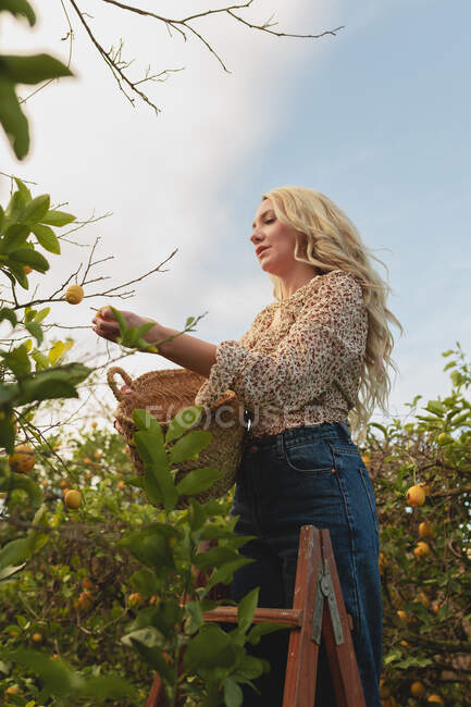Dal basso giovane femmina in piedi sulla scala e raccogliendo limoni maturi in cesto di vimini durante la stagione del raccolto in fattoria — Foto stock