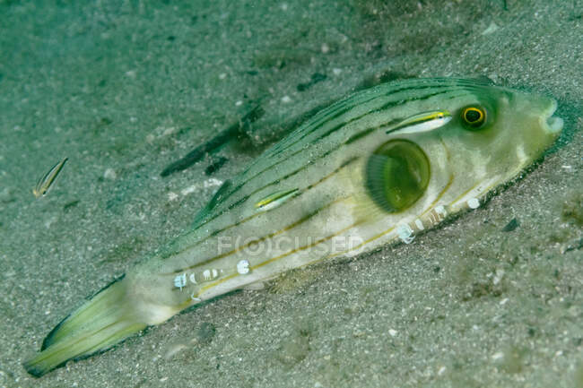 Closeup of tropical marine Arothron manilensis or Narrow lined puffer with striped body swimming near sandy ocean bottom — Fotografia de Stock