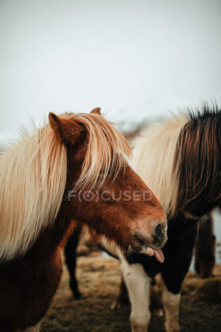 Troupeau de beaux chevaux pâturant sur le champ avec de l'herbe sèche près des montagnes dans la neige — Photo de stock