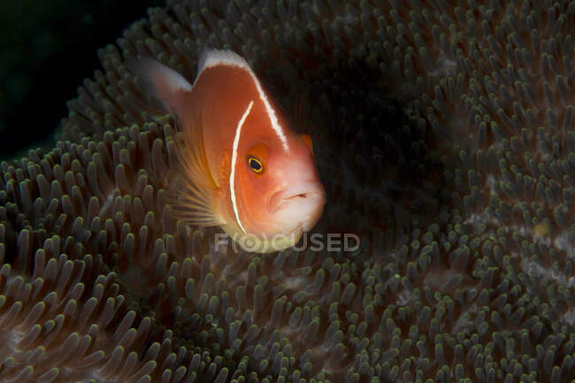 Pequeno Perideraion Amphiprion ou palhaço com corpo colorido brilhante escondido em meio ao recife de coral na água do oceano tropical — Fotografia de Stock