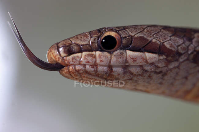 Macro plano de cabeza de serpiente lisa Coronella austriaca no venenosa con lengua larga sobre fondo borroso en la naturaleza - foto de stock