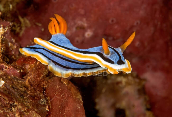 Vivid blue nudibranch mollusk with yellow and black lines and rhinophores on coral reefs — Stock Photo