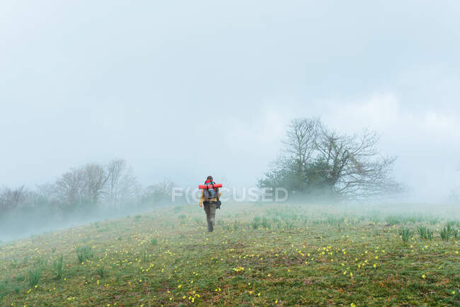 Back view of anonymous explorer with backpack walking across blooming meadow in misty morning — Stock Photo