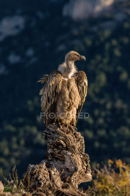 Portrait of a vulture posing at sunset while looking away in a blurred background — Stock Photo