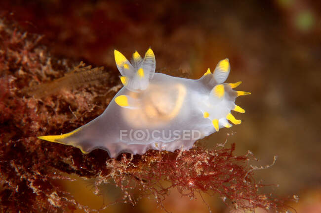 Molusco de nudiramo translúcido com tentáculos amarelos nadando em águas profundas escuras sobre recifes — Fotografia de Stock