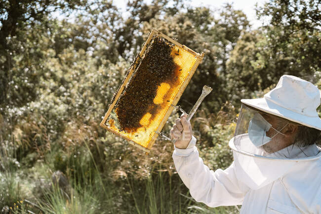 Male beekeeper in protective costume examining honeycomb with bees while working in apiary in sunny summer day — Stock Photo