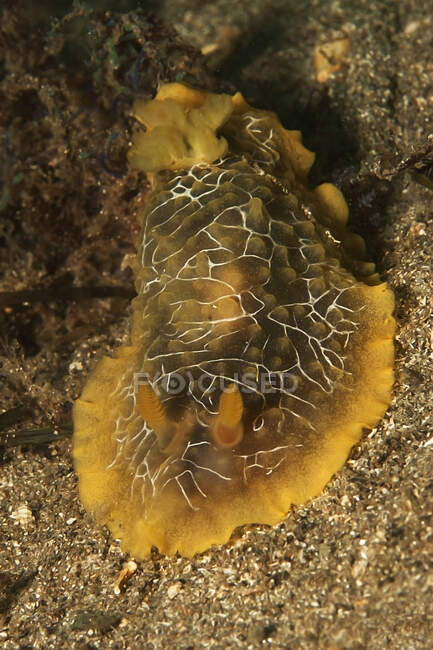 High angle of marine gastropod mollusc with ornamental body on sandy bottom in ocean aqua — Stock Photo