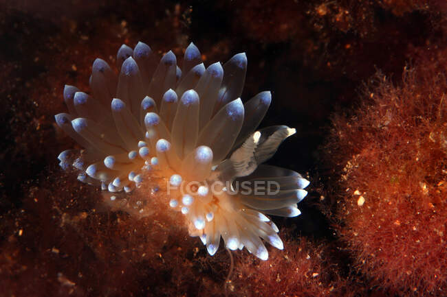 Eupilia translúcida nudibranquio con tentáculos blancos brillantes sentado en el arrecife de coral en el fondo del mar profundo - foto de stock