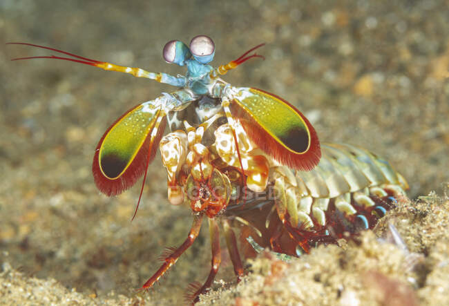 Camarones Mantis vivos y coloridos sentados en el fondo del mar arenoso en hábitat natural - foto de stock