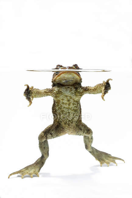 Одяг звичайної жаби Bufo bufo з маленькою паличкою в роті стрибає проти білого фону — стокове фото