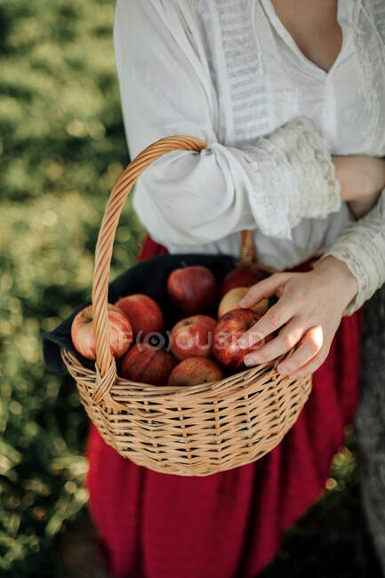 Crop female in old fashioned white blouse and skirt holding wicker basket full of fresh apples and in summer day in countryside — Stock Photo