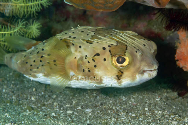 Closeup of spotted Diodon holocanthus or Longspined porcupinefish ray finned fish resting near bottom of ocean with coral reefs and seaweeds — Stock Photo