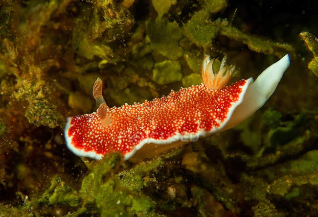 Bright red nudibranch mollusk with rhinophores and tentacles sitting on seaweed in deep sea — Stock Photo