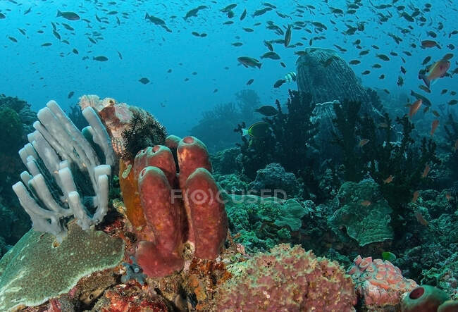 Школа мелких рыбок, плавающих под чистой водой океана с коралловыми рифами на дне — стоковое фото