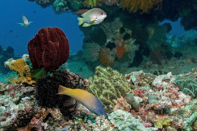 Peixes carnívoros nadando em aqua azul puro acima dos recifes de coral com esguichos de mar no fundo — Fotografia de Stock