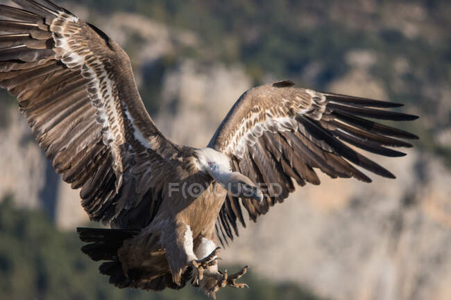 Vista laterale di un avvoltoio che vola vicino al suolo con le ali aperte — Foto stock