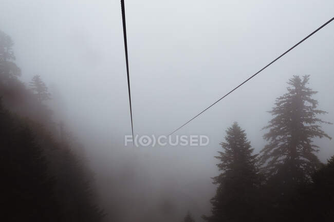 Picturesque view of cable car between green coniferous trees growing on hill in mist — Stock Photo