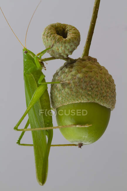 Macro shot of green Ruspolia nitidula bush cricket insect eating small fruit against gray background — Stock Photo