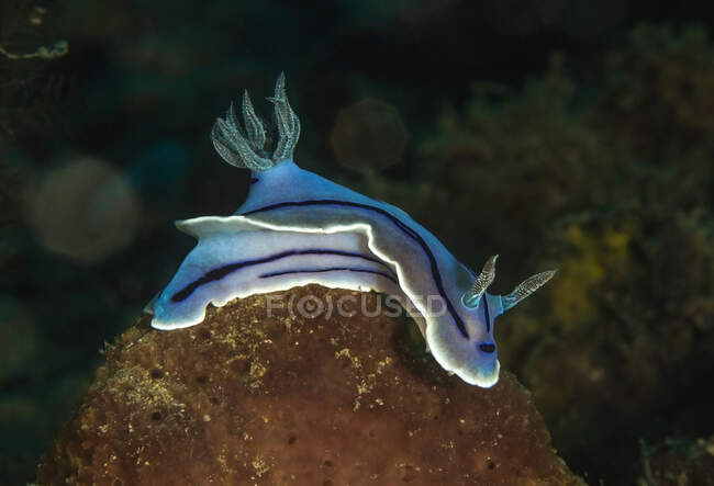 Hellblaues Nacktschneckenmollusk mit schwarzen Streifen schwimmt in der Nähe von Korallenriffen auf dem Meeresboden — Stockfoto