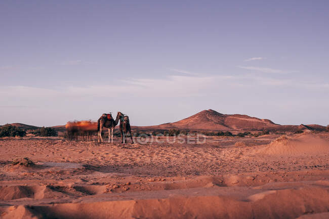 Cammelli su sabbia calda con imbracatura nel deserto soleggiato in Marocco — Foto stock