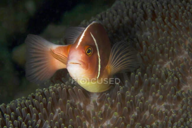Маленький амфиприон Perideraion или рыба-клоун с ярким красочным телом, скрывающимся среди кораллового рифа в тропической океанской воде — стоковое фото