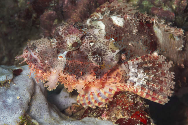Closeup of exotic tropical marine Scorpaenopsis papuensis or Papuan scorpionfish camuflaging among rocky reefs of ocean bottom — Fotografia de Stock