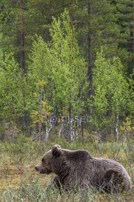 Отслеживание выстрела взрослого пушистого бурого медведя, лежащего на земле в заповеднике днем — стоковое фото