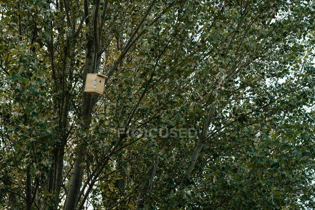 Низкий угол деревянного ящика для гнездования ручной работы, прикрепленного к стволу зеленого дерева в летней природе — стоковое фото