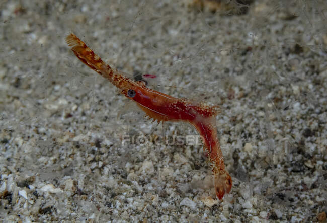 Red long nosed rock shrimp swimming near pebble bottom in deep sea in natural habitat — Stock Photo