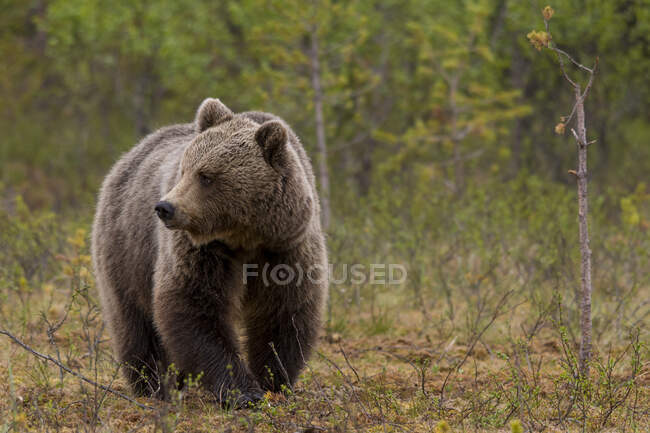 Tracking shot di adulto peloso orso bruno a piedi e in piedi a terra nella riserva naturale durante il giorno — Foto stock