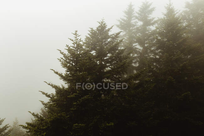 Мальовничий вид на зелені хвойні дерева, що ростуть на пагорбі в тумані — стокове фото