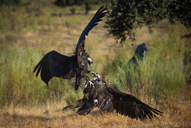 Side view of vultures fighting on the ground with a blurred background — Stock Photo