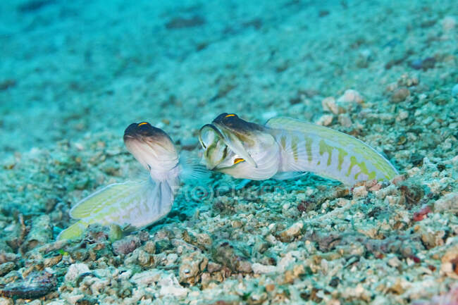 Primer plano del par de peces marinos tropicales Opistognathus randalli o Gold specs medusas nadando sobre el fondo marino - foto de stock