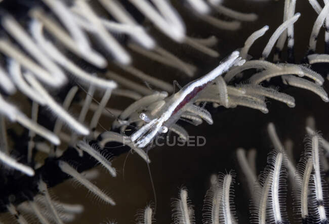 Crustáceo branco de corpo inteiro com chifres longos rastejando em coral suave luminoso no fundo preto — Fotografia de Stock