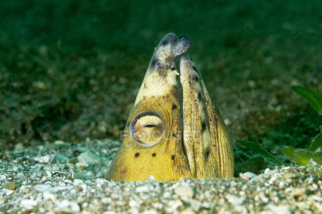 Primo piano della testa dell'Ophichthus altipennis o del pesce serpente pinna superiore che si nasconde nella sabbia sottomarina — Foto stock